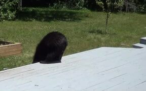 Bear and the Bird Feeder - Animals - VIDEOTIME.COM