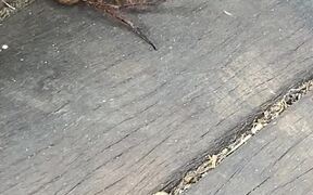Huntsman Spider Duels with Wasp - Animals - VIDEOTIME.COM