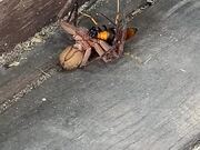 Huntsman Spider Duels with Wasp