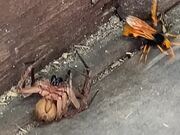 Huntsman Spider Duels with Wasp