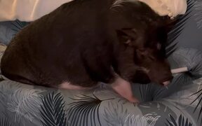 Couch Hog - Animals - VIDEOTIME.COM