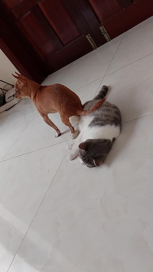 Small Dog Tries to Sit on Cat