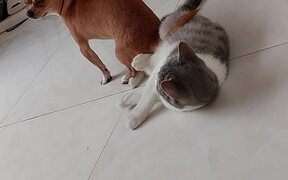 Small Dog Tries to Sit on Cat