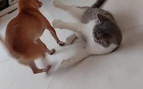 Small Dog Tries to Sit on Cat - Animals - VIDEOTIME.COM