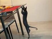 Cat Attempts a Pull-Up to See Food on Dinner Table
