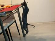 Cat Attempts a Pull-Up to See Food on Dinner Table