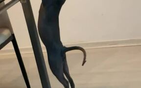 Cat Attempts a Pull-Up to See Food on Dinner Table - Animals - VIDEOTIME.COM