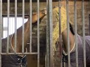 Horses Sharing Their Hay - Animals - Y8.COM