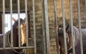 Horses Sharing Their Hay - Animals - VIDEOTIME.COM