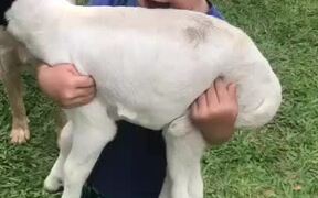 Kid Has His Hands Full on the Farm - Animals - VIDEOTIME.COM