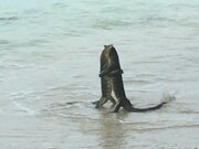 Monitor Lizards Battling on the Beach