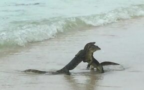 Monitor Lizards Battling on the Beach - Animals - VIDEOTIME.COM