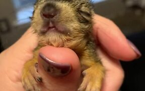 Baby Squirrel Yawn - Animals - VIDEOTIME.COM
