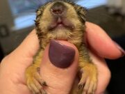 Baby Squirrel Yawn