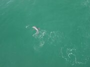 Bottlenose Dolphin Plays With Its Breakfast