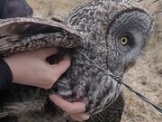 Owl Set Free From Barbed Wire Fence