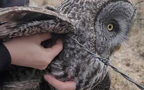 Owl Set Free From Barbed Wire Fence - Animals - VIDEOTIME.COM