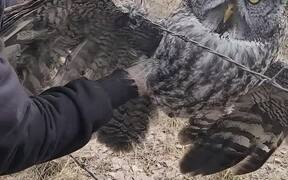 Owl Set Free From Barbed Wire Fence - Animals - VIDEOTIME.COM