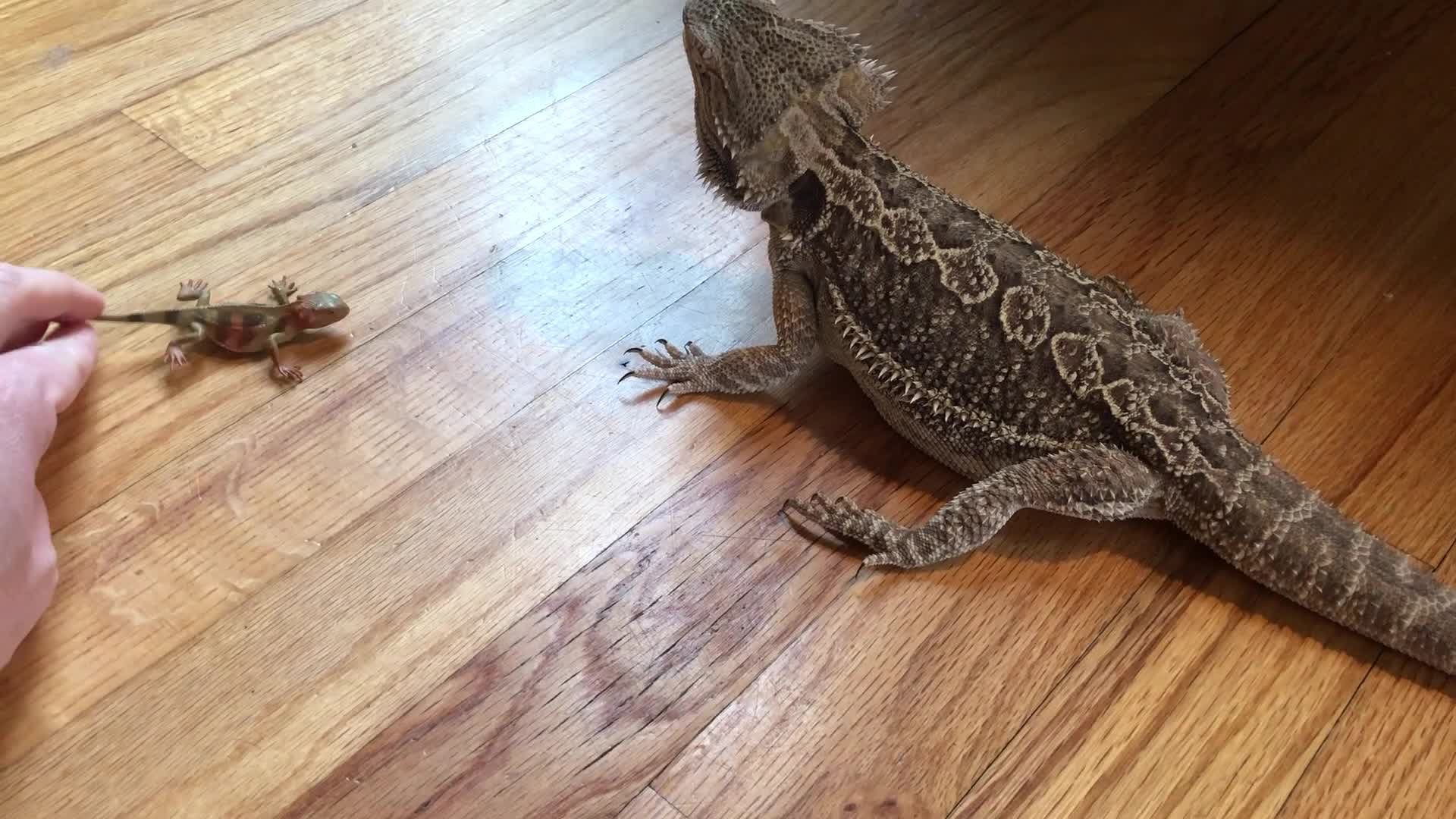 Bearded Dragons Tries to Eat Toy Bearded Dragon