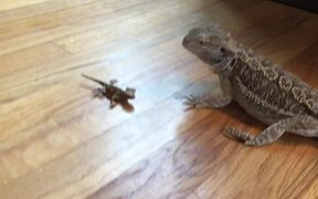 Bearded Dragons Tries to Eat Toy Bearded Dragon - Animals - VIDEOTIME.COM
