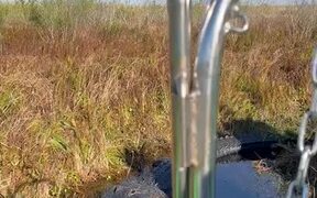 The Gator Doesn't like People in His Territory - Animals - VIDEOTIME.COM