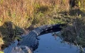 The Gator Doesn't like People in His Territory
