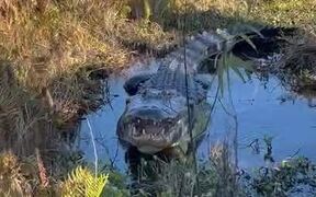 The Gator Doesn't like People in His Territory - Animals - VIDEOTIME.COM