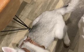Husky Pup Really Plays Up Her Performance - Animals - VIDEOTIME.COM