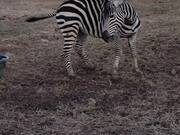 Marty the Zebra Chases Tail