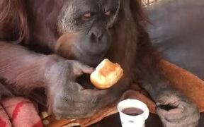 Orangutan Dunks Bun in Cup of Tea - Animals - VIDEOTIME.COM