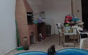 Pup Plays in Swimming Pool