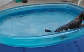 Pup Plays in Swimming Pool