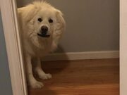 Dog Wins Game of Hide-and-Seek