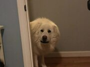 Dog Wins Game of Hide-and-Seek