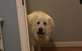 Dog Wins Game of Hide-and-Seek - Animals - VIDEOTIME.COM