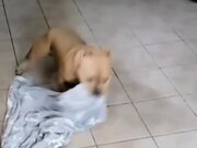 Thor Scoots on Blanket to Keep Floor Clean