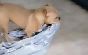 Thor Scoots on Blanket to Keep Floor Clean - Animals - VIDEOTIME.COM