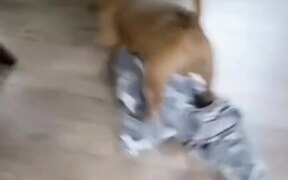 Thor Scoots on Blanket to Keep Floor Clean - Animals - VIDEOTIME.COM