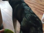 Husky Finds Lime Unappealing