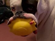 Boxer Loves His Squishy Toys