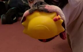 Boxer Loves His Squishy Toys - Animals - VIDEOTIME.COM