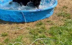 German Shepherd/Husky Mix Loves Playing in Water - Animals - VIDEOTIME.COM