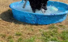 German Shepherd/Husky Mix Loves Playing in Water