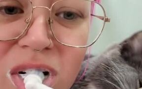 Kitten Bites on Electric Toothbrush - Animals - VIDEOTIME.COM
