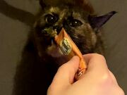 Cat is OBSESSED with Kitty Gogurt