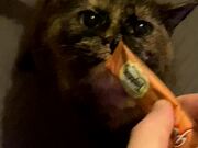 Cat is OBSESSED with Kitty Gogurt