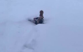 Pup Takes Little Tyke Down Snowy Slope - Animals - VIDEOTIME.COM