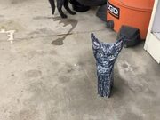 Kitten is Very Suspicious of Doppelganger