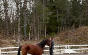 Horse Attempting Side-Walk Hops Like Rabbit - Animals - VIDEOTIME.COM