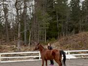 Horse Attempting Side-Walk Hops Like Rabbit